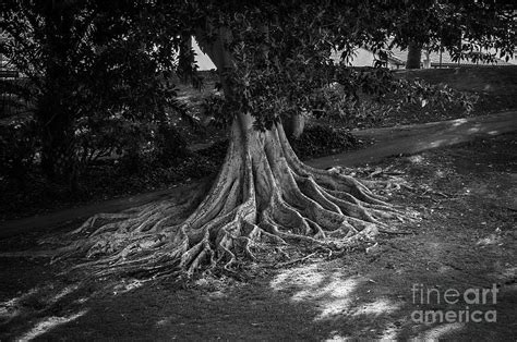 Roots 2016 Photograph By Michael Ziegler Fine Art America