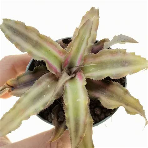 Cryptanthus Bivittatus 6 5 Cm Bromeliaceae Giromagi Vendita Piante