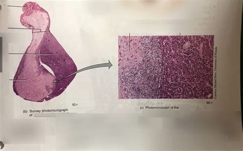 Posterior Pituitary Gland Microscopic Image