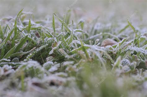 Premium Photo | Frost on the grass in the field