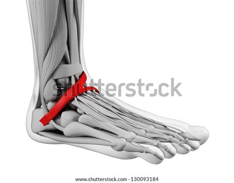 Foot Anatomy Inferior Extensor Retinaculum Stock Illustration 130093184