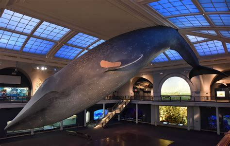 New Yorkers Can Now Get Vaccinated Under the Famous Blue Whale at the ...