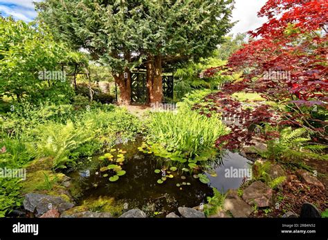 Inverness Botanic Gardens Scotland A Small Pond And Acer Tree In The