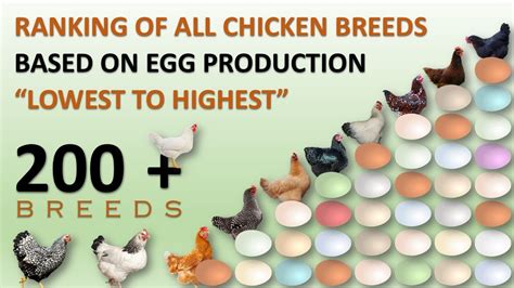 Ranking Of All Chicken Breeds Based On Egg Production 🥚🐔 Eggs Hens