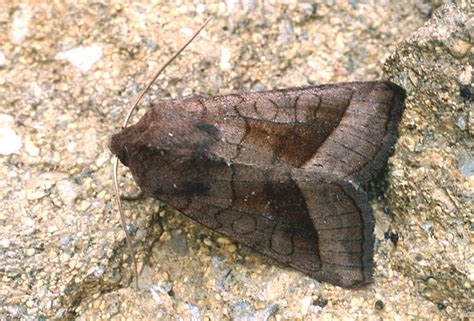 Rosy Rustic Adult Ukmoths