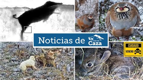 Noticias Semanales De Club De Caza