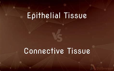 Epithelial Tissue Vs Connective Tissue Whats The Difference