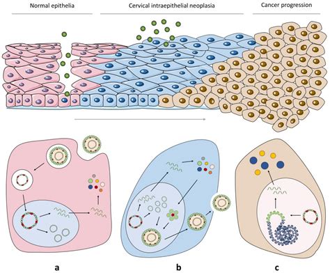 Cancers Free Full Text The Interplay Between Antiviral Signalling