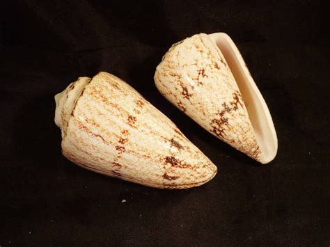 Cone Shell [Seashells - Natural] – Naturally Wild Australia