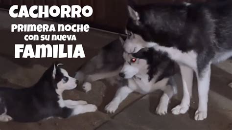 La Primera Noche De Cachorro Balto Con Su Nueva Familia Husky Te