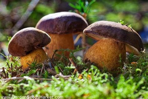 Mycorrhizal Vaccine Mycorrhiza Porcini Slipper Jack Bay Bolete