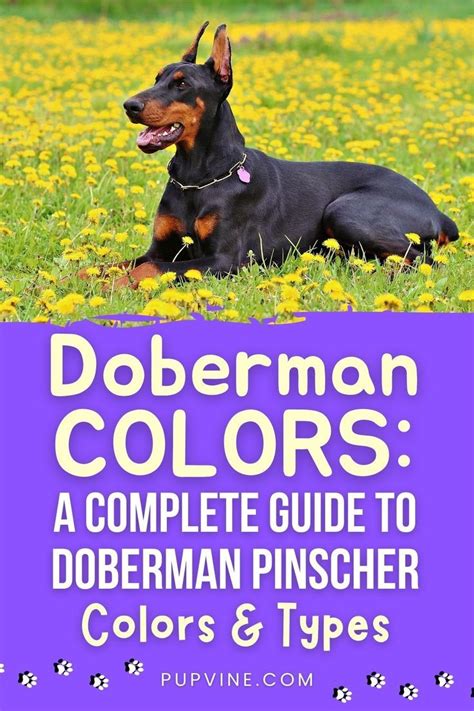 Doberman Colors If You Thought That Black And Rust Is The Only Color