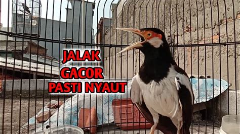 Jalak Suren GACOR Full Isian Dan Mudah Masuk Untuk Pancingan Masteran