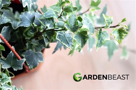 English Ivy Care How To Grow Care For Hedera Helix