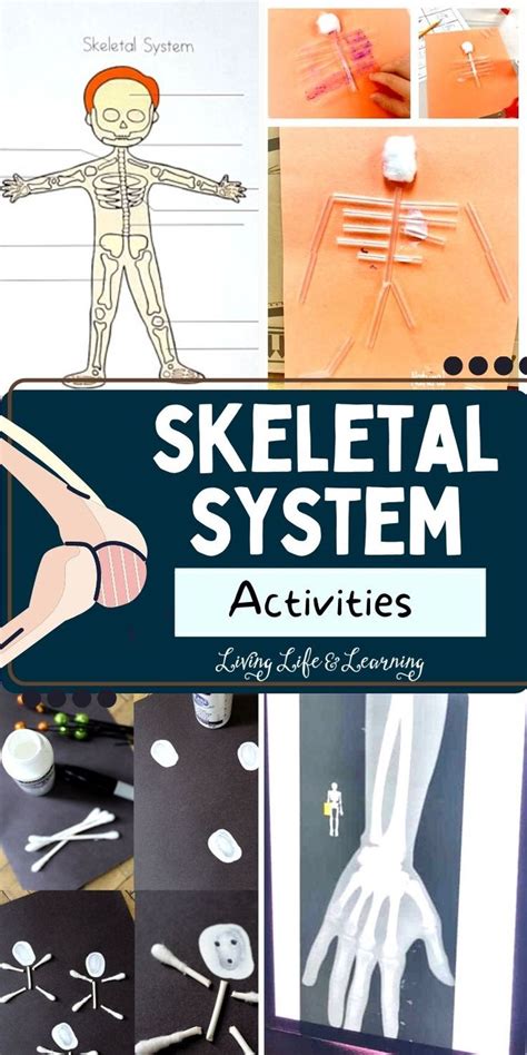 Fun Skeletal System Activities Skeletal System Activities Human Body