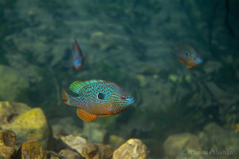 Lepomis Megalotis Longear Sunfish Oklahoma Thomas Shahan Flickr