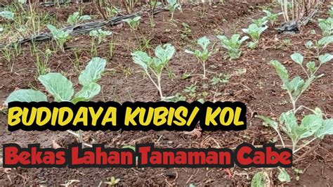 Budidaya Tanaman Kubis Kol Green Nova Umur Tanaman Hst Youtube