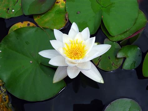 Lily Pad Wallpaper Wallpapersafari