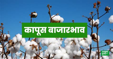 Cotton Rate कापसाला मिळाला आज इतका दर जाणून घ्या एका क्लिकवर