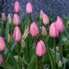 Tulipa Design Impression Buy Plants At Coolplants