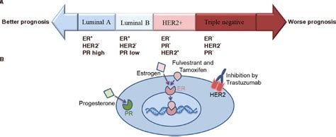 A Breast Cancer Comprises Four Subtypes Defined By The Positive