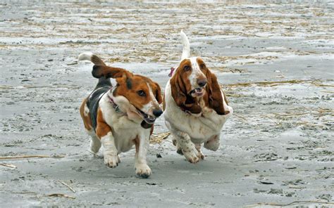 Basset Hounds Running Basset Dog Bassett Hound Basset