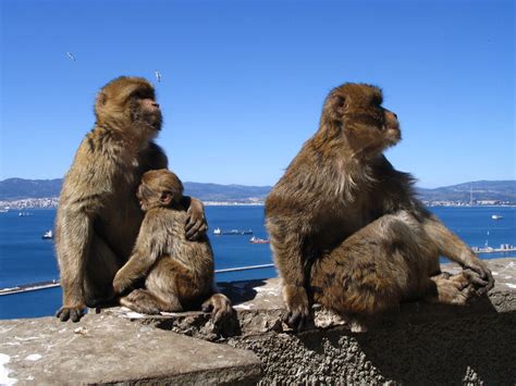 Don T Pet Me I M Writing Wild Monkey Sex