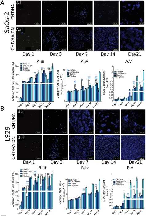 Figure A Fluorescence Images Of Cells Stained With Dapi For A Saos