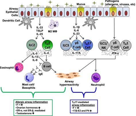 Hormones Sex And Asthma Annals Of Allergy Asthma And Immunology