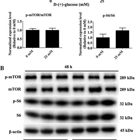 Effects Of Glucose On AMPKHippoYAP And AMPKYAP Signaling Pathway