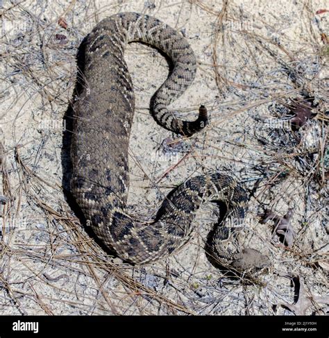 Eastern diamond rattlesnake hi-res stock photography and images - Alamy