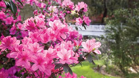 The Complete Guide To Pruning Azaleas