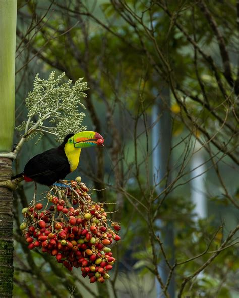 Toucan Bird Photos, Download The BEST Free Toucan Bird Stock Photos ...