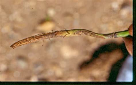 Rhizoctonia Root Rot Of Green Bean Purdue University Vegetable Crops