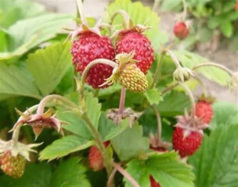 11 High Yielding Strawberry Varieties You Should Plant Strawberry Plants