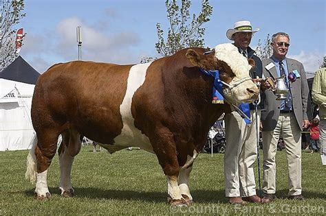 A prize-winning Simmental bull at a show. Originating in Switzerland ...