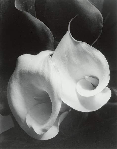 Imogen Cunningham Imogen Cunningham History Of Photography Art