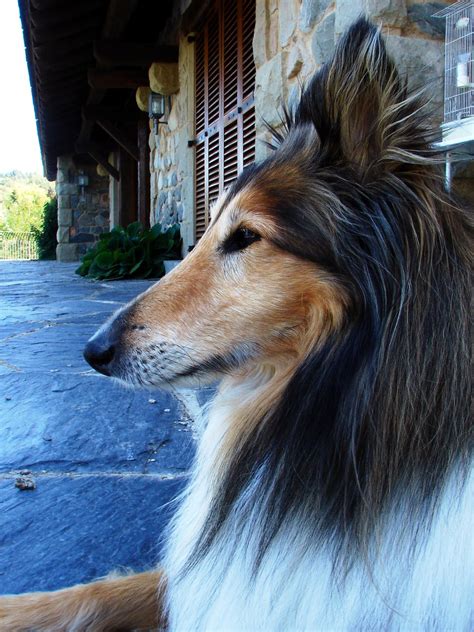 Collie Free Photo Download | FreeImages