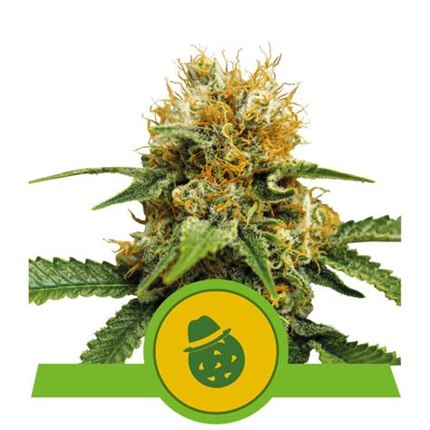 Dosidos Auto X3 Royal Queen Seeds Tu Cultivo GrowShop Productos