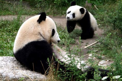 Panda conservation could help Asia’s other bears - zoosmedia