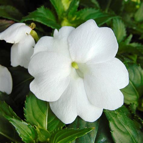 Sunpatiens Blanc Horticulteur