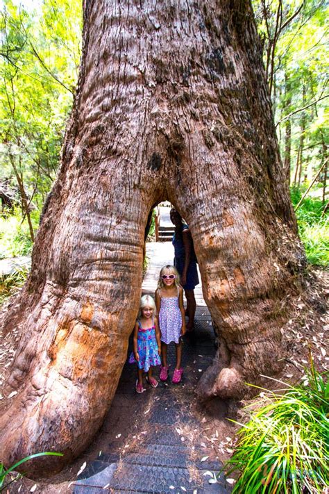 Exploring The Valley Of The Giants Tree Top Walk