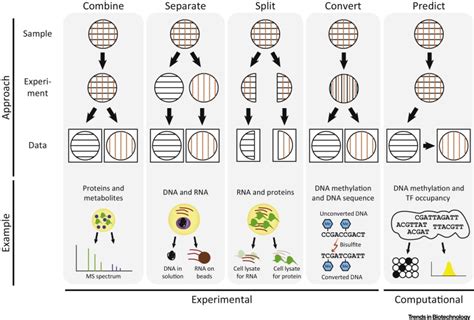 Multi Omics Of Single Cells Strategies And Applications Trends In