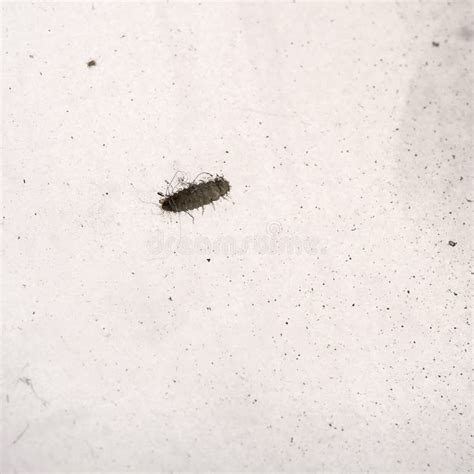 Macro Of Tiny House Dust Mites Barely Visible To The Naked Eye Stock