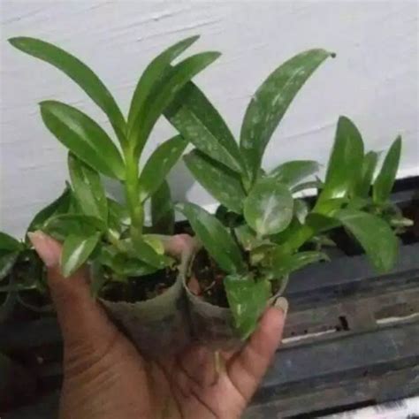 Jual Seedling Anggrek Dendrobium Give By God Tanaman Murah Shopee