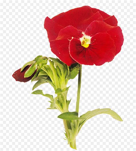 Pansy Flores De Corte Flowerpot Png Transparente Gr Tis