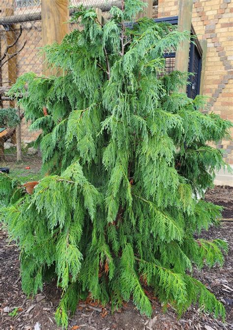 Weeping Cypress Tree