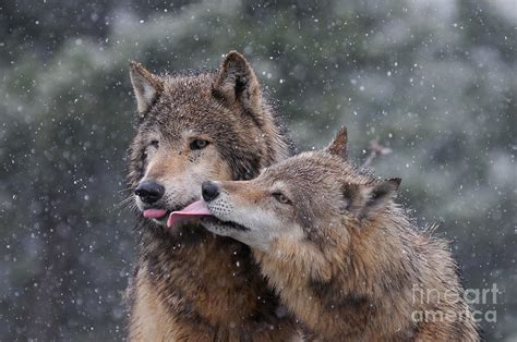 Wolf Kiss Photograph by Jeff Norton