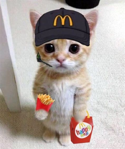 El Gato Mcdonalds Funny Cute Cats Baby Cats Cat Profile