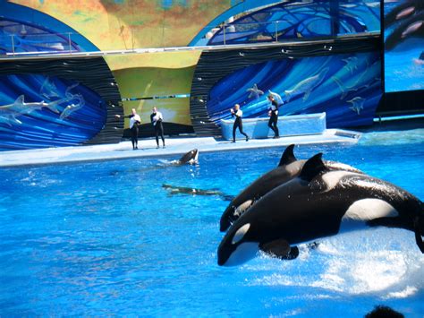 Shamu, Seaworld Orlando | Seaworld orlando, Sea world, Travel favorite